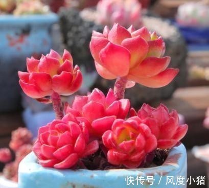 浇水|温度低多肉不生长?给它做4步,反而养出“美肉肉”,直接出状态