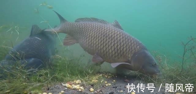 钓深水调漂，想要漂讯精准误差小，这两种方法都可以