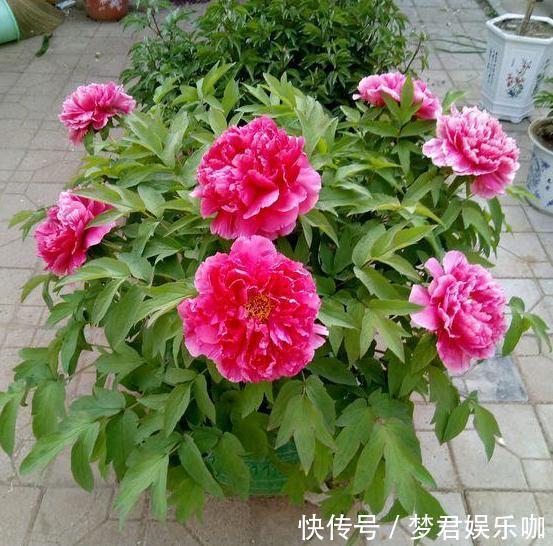 想要在家栽种牡丹花，请牢记3点，花期一到阳台、庭院成花海