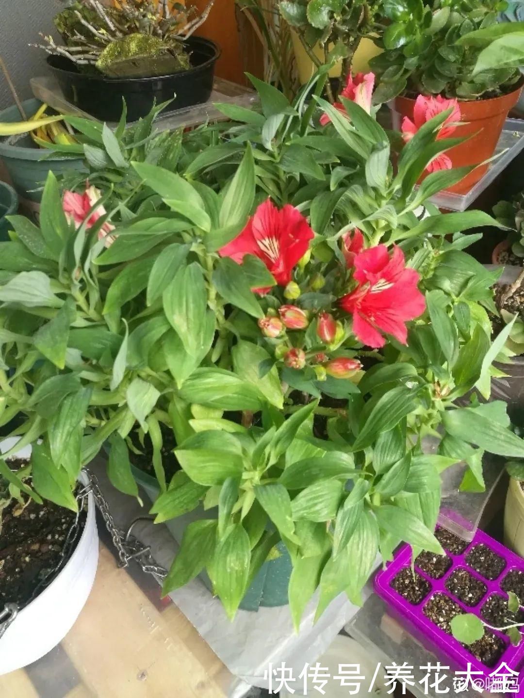 六出花|六出花耐旱好养,猛地一看像百合,花纹别致多彩