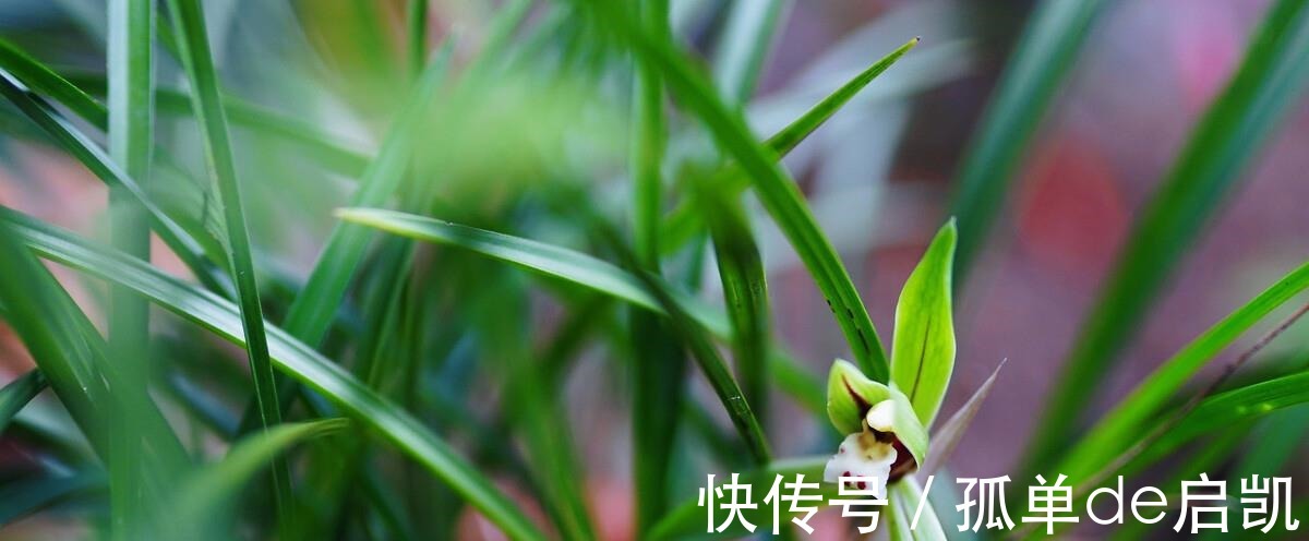 雨水|夏天养兰花，要注意五点要素，难养的品种也可以驾驭好