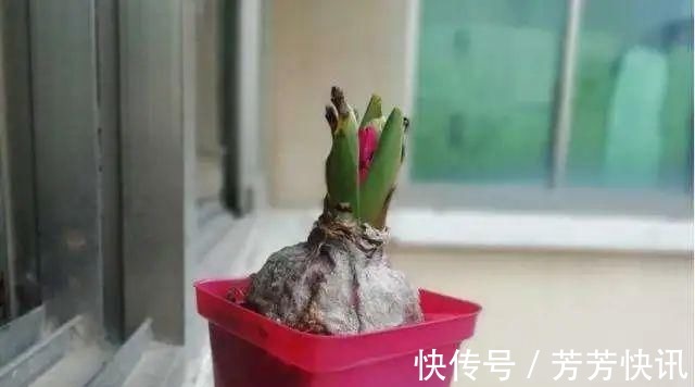 夏天这8种花赶快“断水”,一瓢水就能要了小命