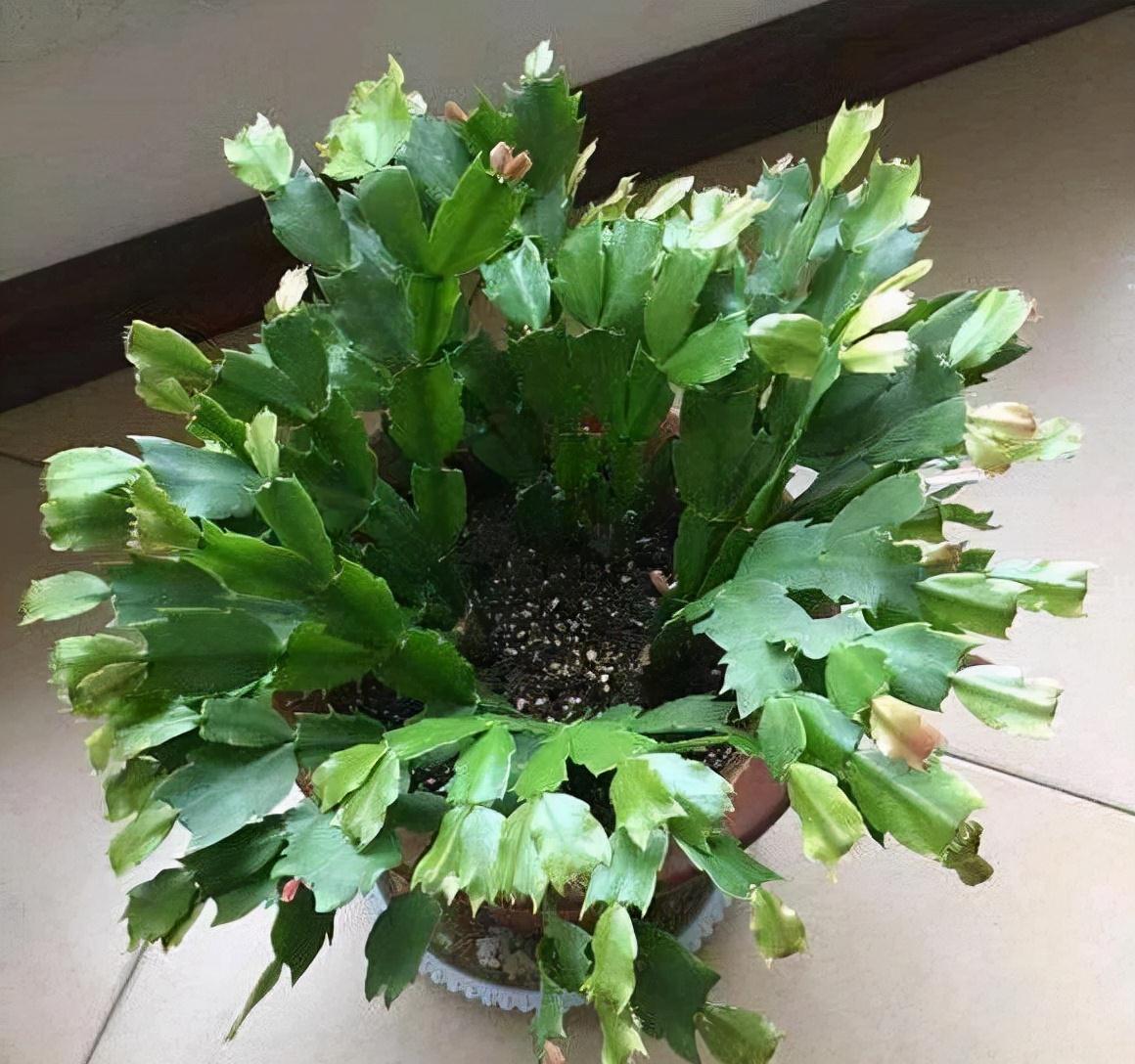 冷天,蟹爪兰有5怕,避开才能长满“钢片叶”,一年比一年开花多