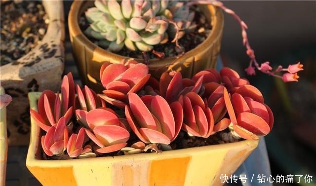 唐印,从菜到萌,从一到多!