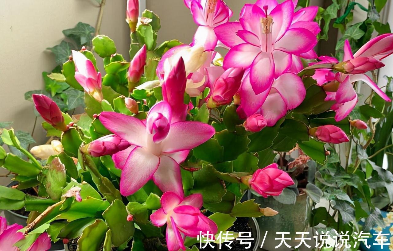 立冬后,养这10种花,切记不能多浇水,养不活都是由于手太勤