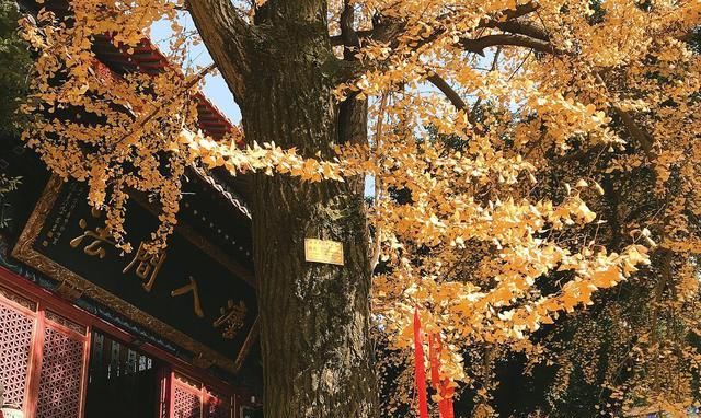 皇家寺院|武汉有一小众寺庙，距今1600年，武汉境内仅有的皇家寺院！