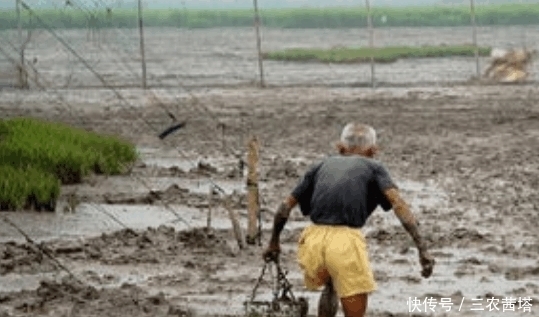  老人|老人常说: “无傻不成村”, 网友: 别人笑我太疯癫, 我笑他人看不穿!