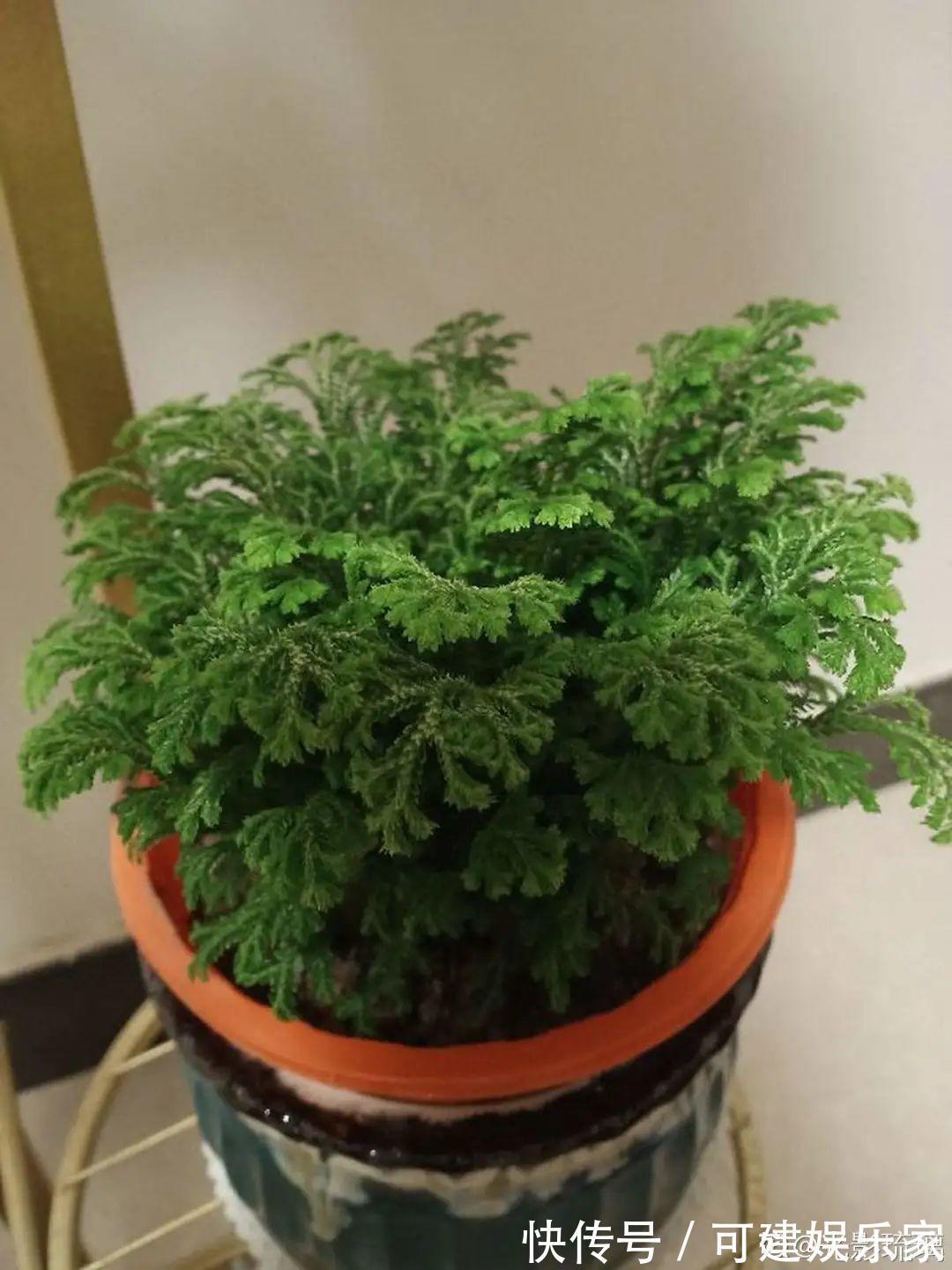 花花|“折腾不死”的10种花,咋养都爆盆,懒人最适合!