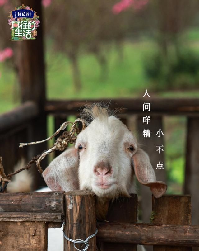 《向往的生活》定档4月23日，张艺兴常驻！第一期嘉宾都是老熟人