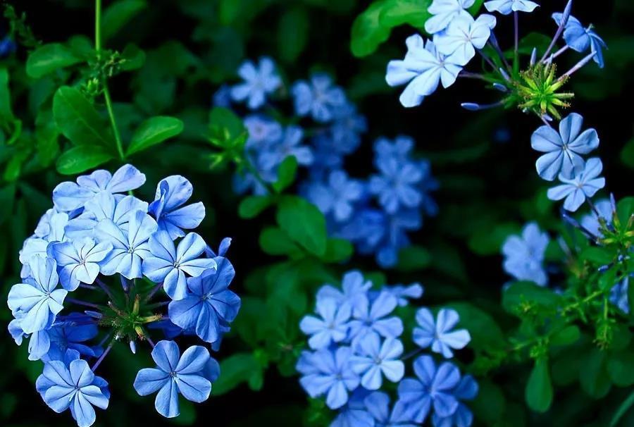 漂亮|6种漂亮花,夏天不怕高温,暴晒,越晒花越多,花开爆盆小半年