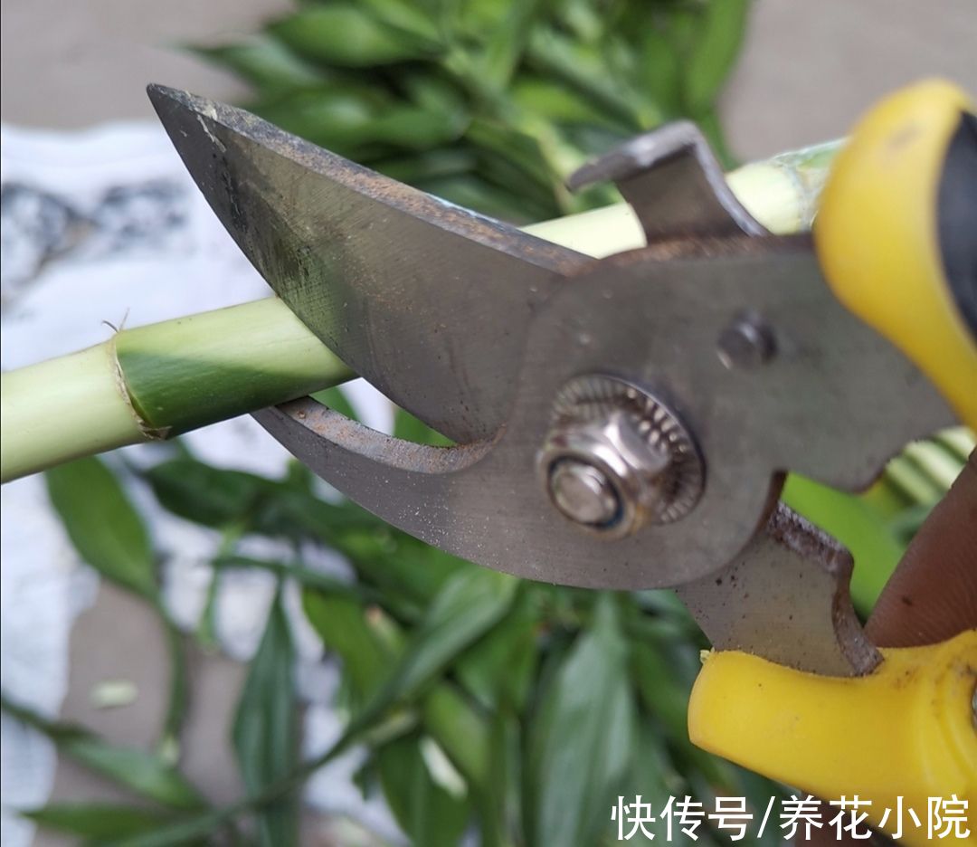 富贵竹|水培富贵竹，做好4个要点，半个月长出大白根，枝叶茂盛