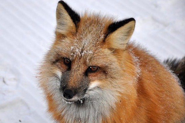 故事男子山间劳作，吓走偷粥喝的狐狸，怎料却招来一段美好姻缘