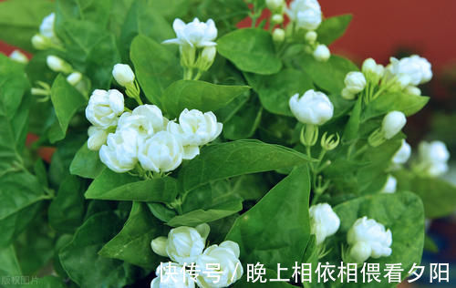 茉莉花|想要冬季茉莉花损耗小,养护做好这几点,来年长势快,开花多
