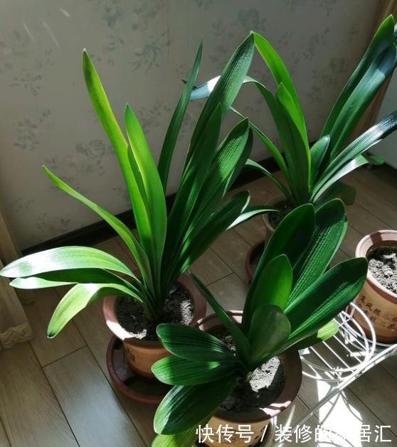 5种“漂亮花”，别随便晒太阳，晒得越多，开花越少，别弄反了