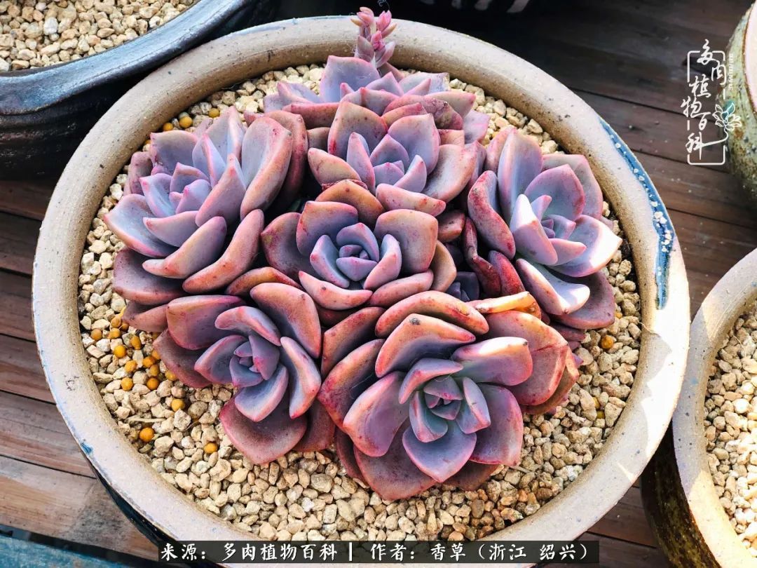 阳台上的一亩三分地,我愿与你一起,与时光媲美!