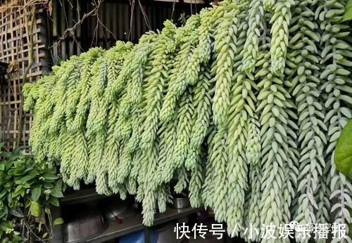 小森林|三种网红垂吊植物，挂在家里，轻松养成绿森林