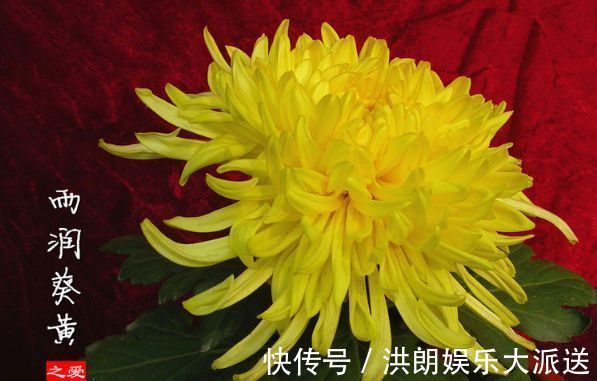 喜欢菊花,不如养株“珍稀名菊”雨润葵黄,似金黄葵花,鲜艳美丽