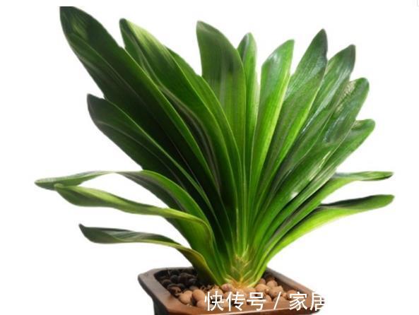 浇水|这些花卉夏天正在休眠,就怕三件事做错了,要及时纠正