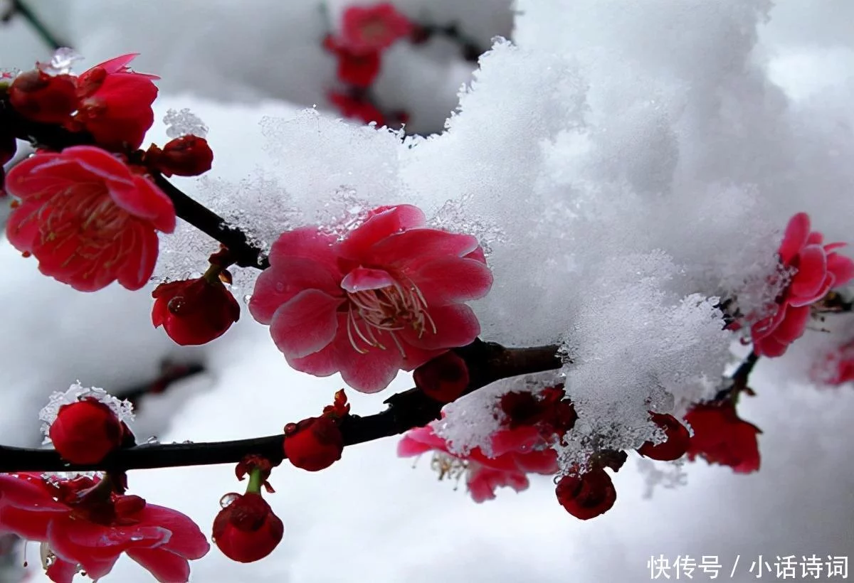 怎么可以错过（梅雪争春未肯降）梅雪争春未肯降骚人搁笔费评章这是什么意思 第19张