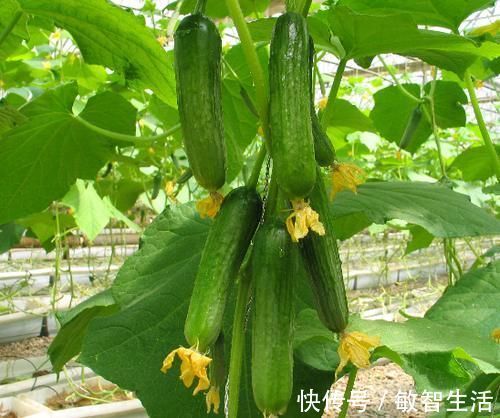 小技巧|买黄瓜时，直的好还是弯的好？教你3个小技巧，黄瓜鲜嫩又好吃！