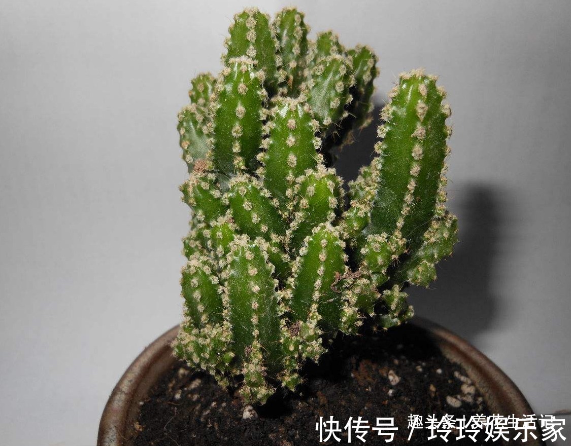 花友|不会繁殖仙人掌，按照方法进行扦插，生根速度快成活率高！