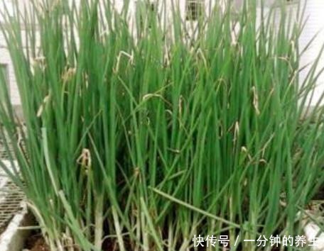 花盆种葱很简单,用1个技巧,一年四季郁郁葱葱,种阳台随吃随摘!
