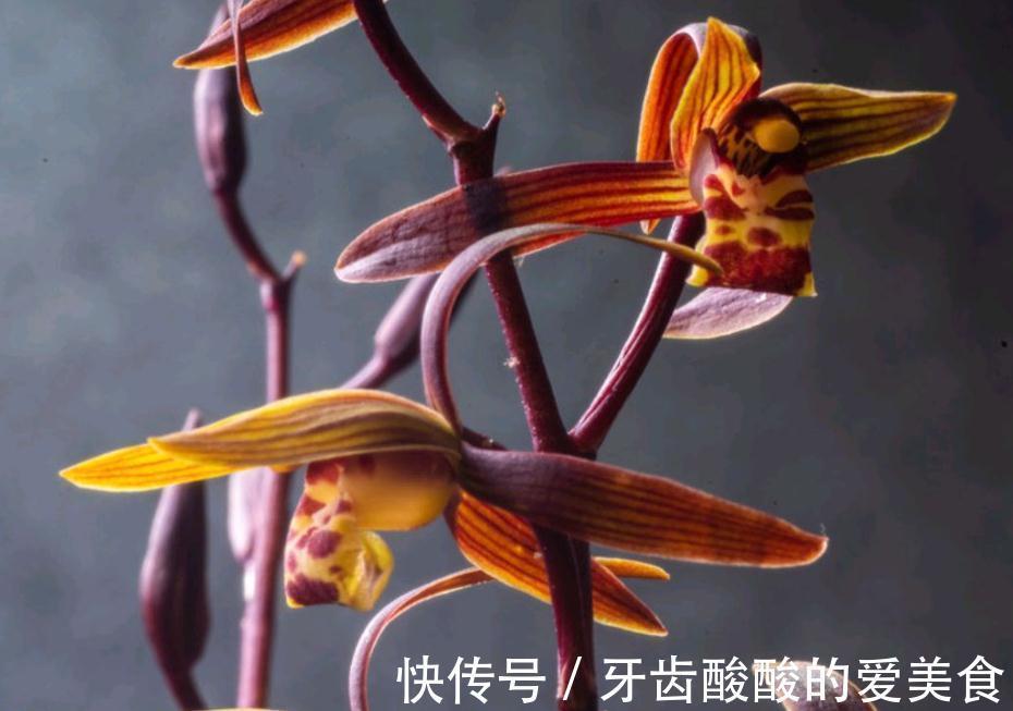 墨兰盆栽能在室内养吗?该怎么呵护好?