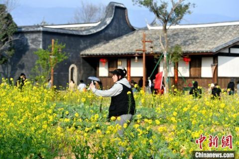 暖心|美！福州古厝油菜花竞相开放