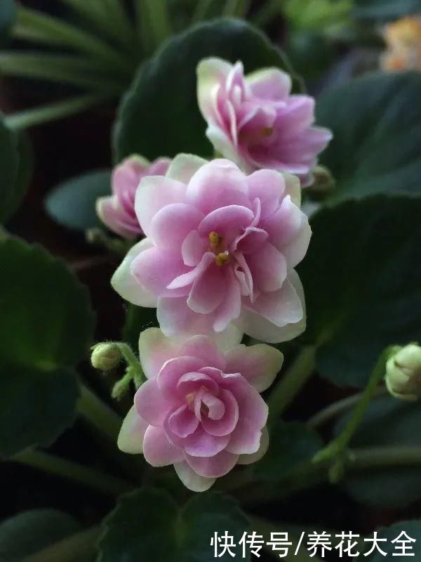 冬天好养的花，皮实不娇气，颜值高上档次，咋养都开花