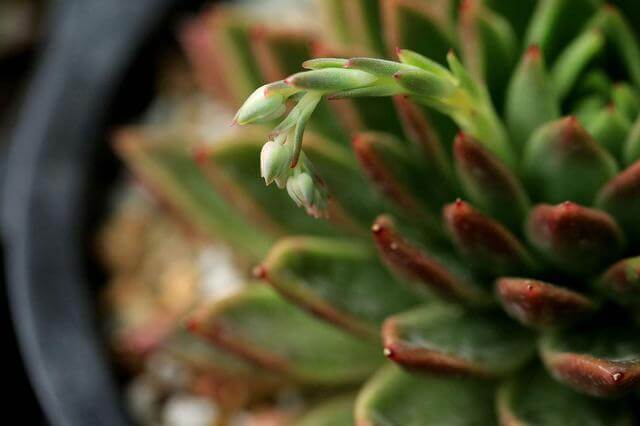 浇花|家里自制养花“肥水”，每半个月给花来一点，浇一浇就长得旺！