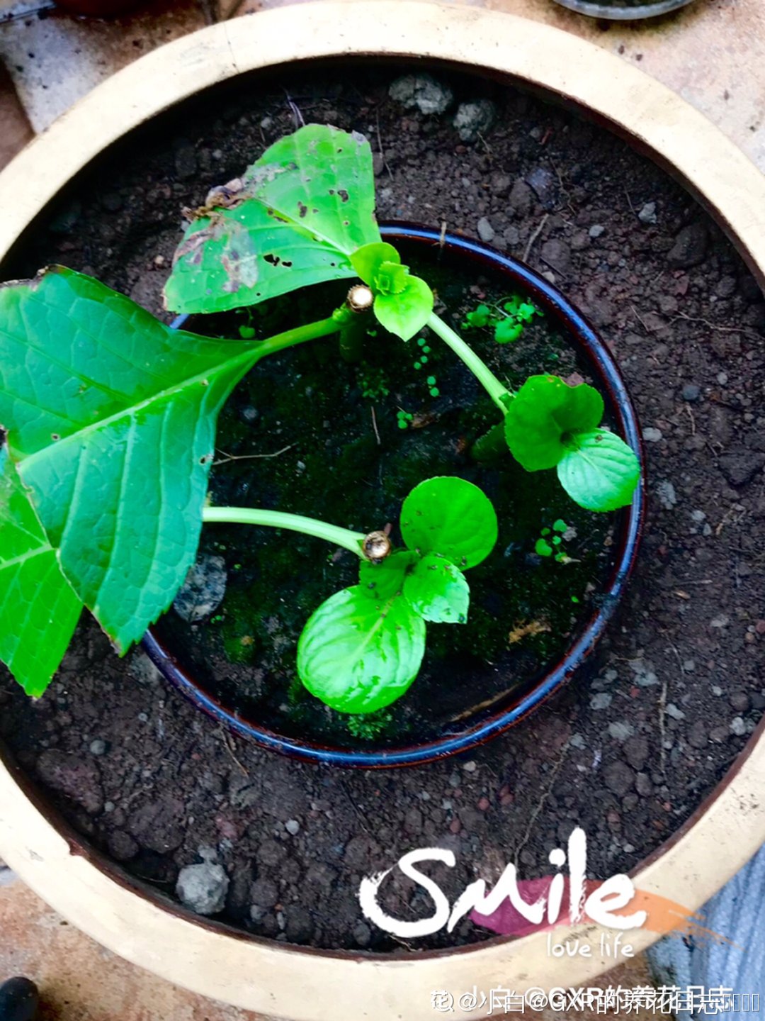 花手鞠|夏天扦插最好活，剪个枝条插土里，10天就生根