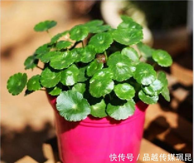 喝水|这些花,命太大,成桶成桶喝水,烈日下开花,开爆整个夏天