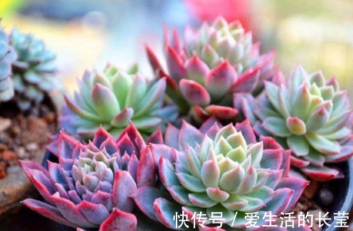 女王|多肉紫罗兰女王如何养教你3个妙招,养出梦幻般的紫罗兰女王