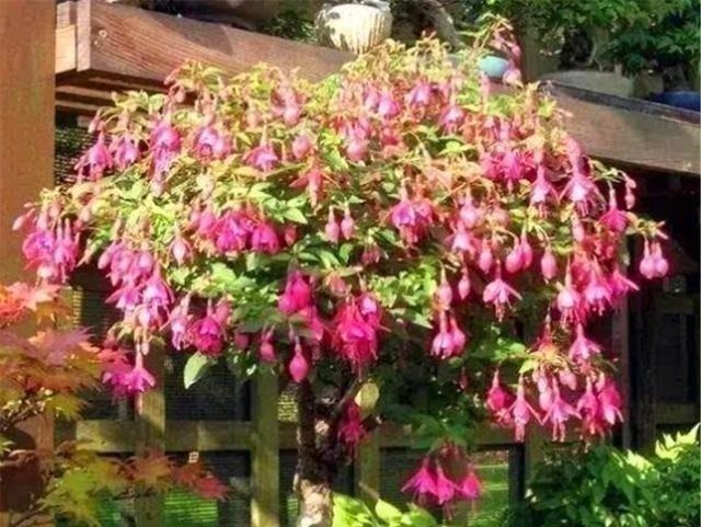 倒挂金钟|别养长寿花君子兰了,室内养花就选它,四季开花,过年挂满红灯笼