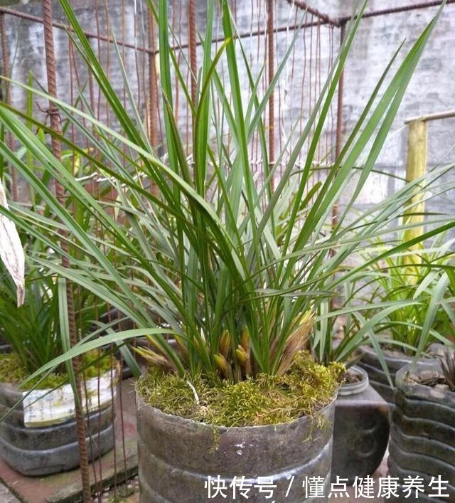 养兰花牢记“2勤、1控制”,即使养在塑料桶里,也能满盆冒花苞!