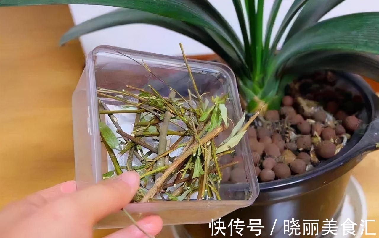 花盆|养花人的“大难题”,花盆插根“筷子”就能解决,不黄叶,开花旺