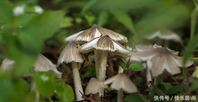 春天的农村里有这40种山珍野菜图片,让你轻松辨别山珍野菜