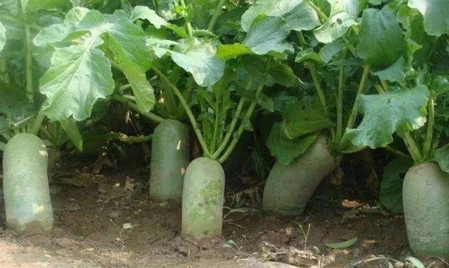 降血压|长寿老人最爱吃3种食物,降血脂、降血压、降血糖、促进智力发育