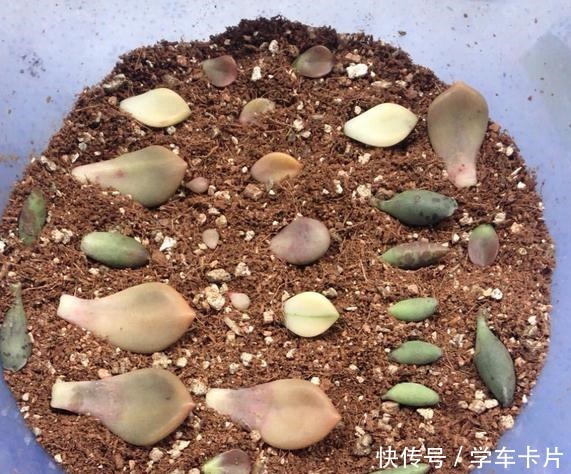 有些花友叶插多肉难成功,或许是这5个叶插条件被忽略了!