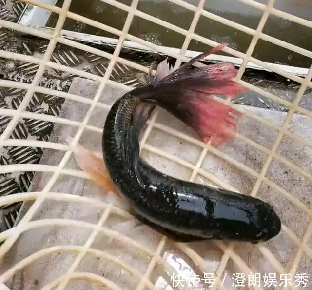钓友|怪鱼?安徽钓鱼人解密“新鱼种”,钓友:既不敢吃也不敢要