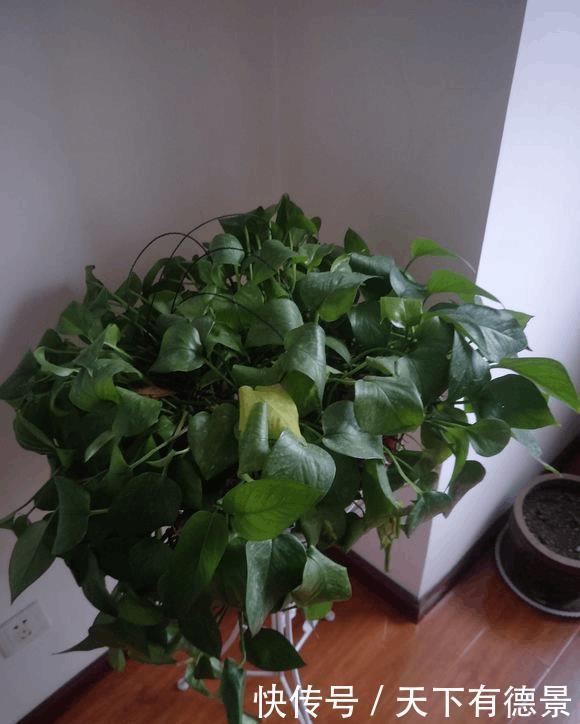 绿萝放在室内就能活,错,这些地方空着也不能放