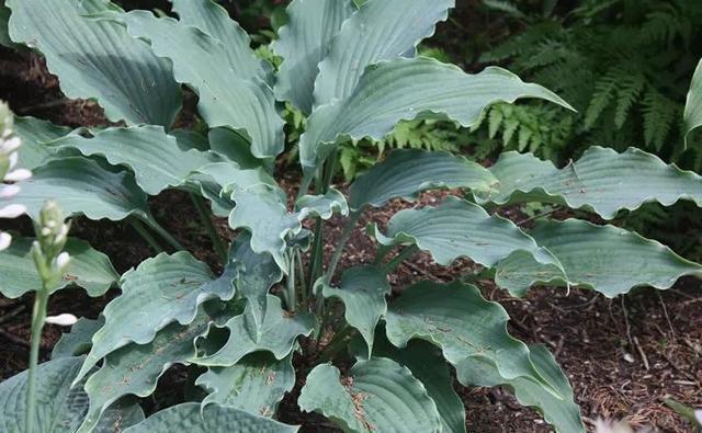 史上最耐阴的花,越阴凉越长得旺,绿萝虎皮兰靠边站