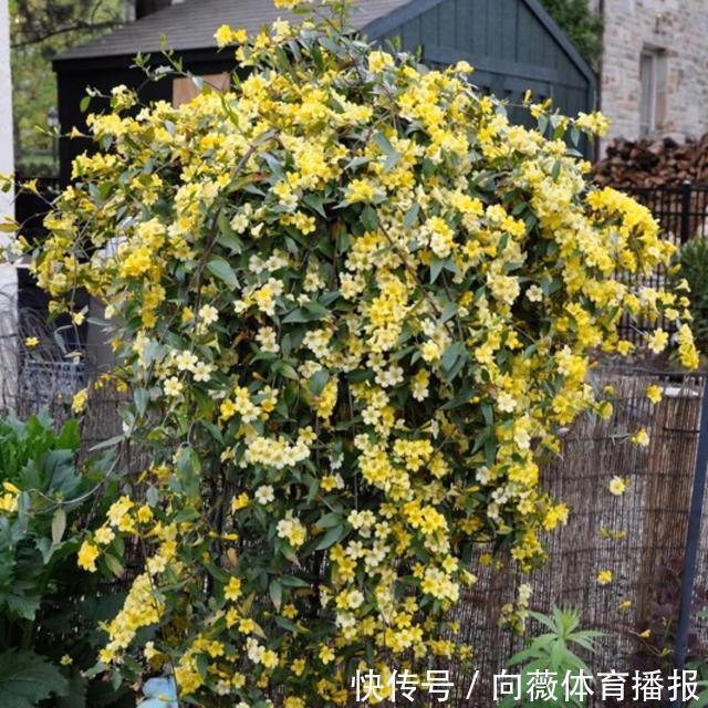 十种“大毒花”，家里经常养，越漂亮毒性越大，避开为好