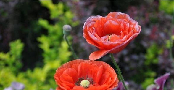 开花最香的4种花，家里养一盆，满屋飘香，比绿萝好养