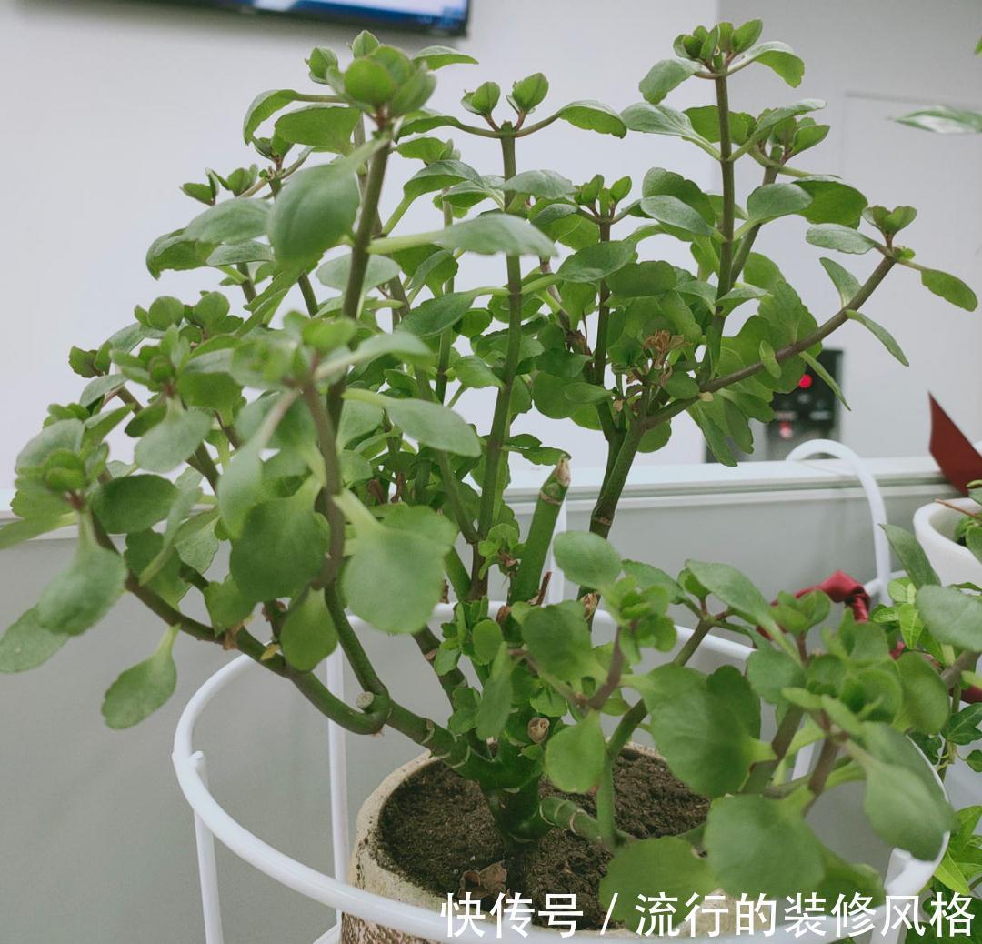 黄叶|养花“黑名单”实在太难养,心累
