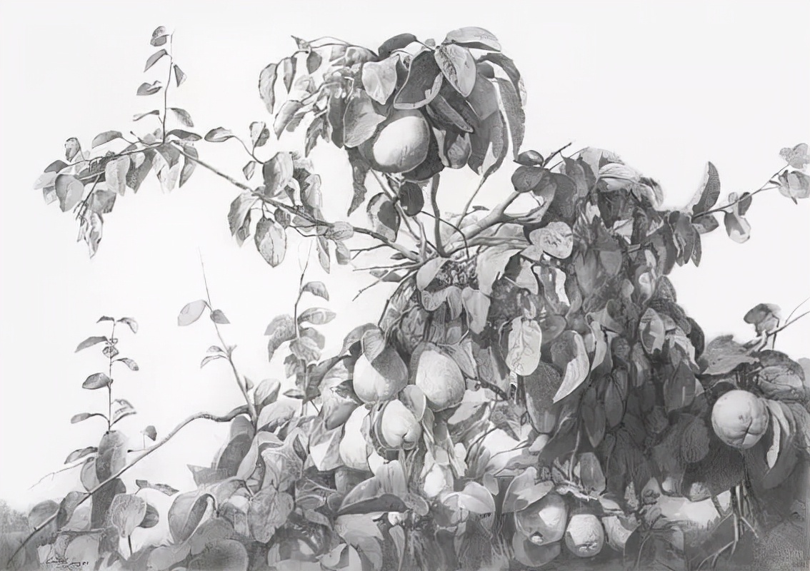 卡洛斯&写实微调的素描风景,艺术家Carlos Castillo Seas作品真是绝了!