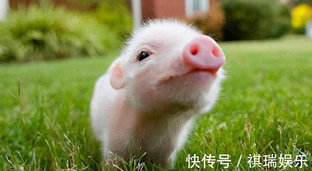 属相|生孩子要看属相4个属相的孩子有优势,孩子比同龄人更聪明