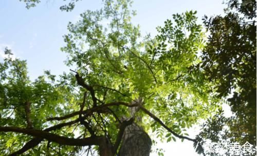 食物|抗衰老的食物都有哪些?比起水果和深海鱼,你更应该知道这个油