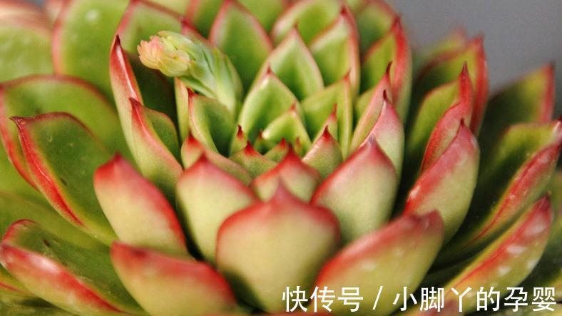 锥形|养多肉植物上盆，不同根系不一样的上盆方法，棵棵爆盆的技巧