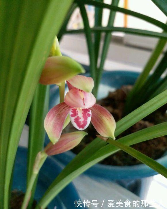 兰花养护有技巧,不是胡乱捣鼓就能养得很好